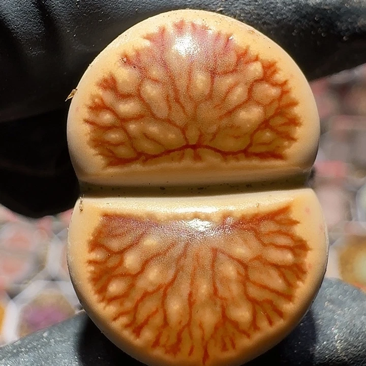 生石花111111。   337