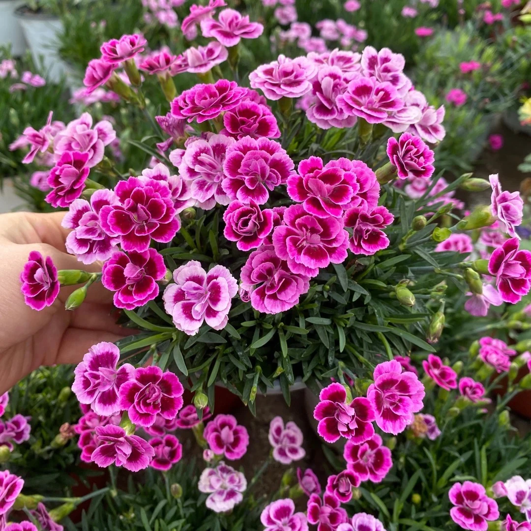 初吻石竹多年生阳台庭院花卉四季开花盆栽