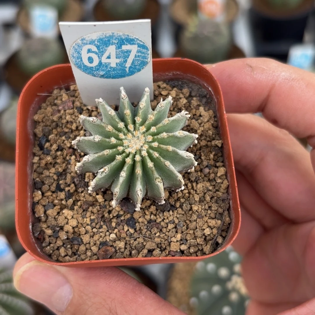 647实生薄叶花笼带盆带土