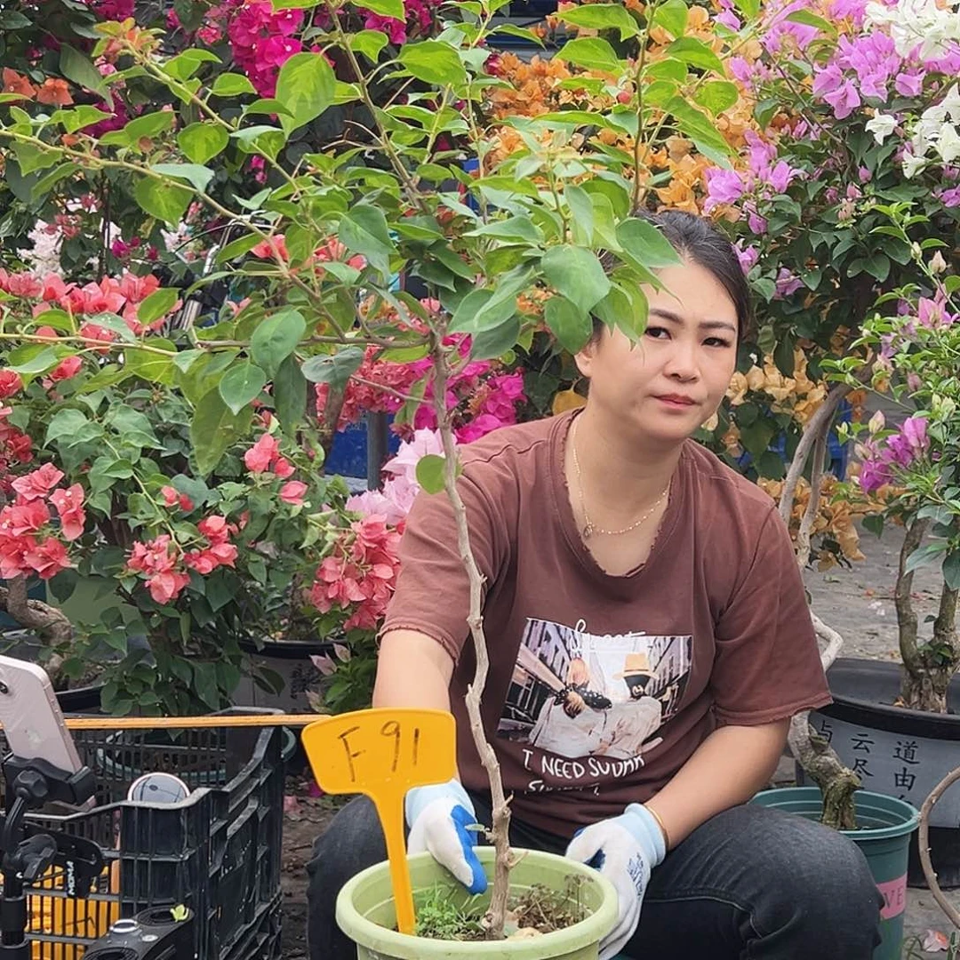 靖***馆大部分花苞少量开放F91暗夕