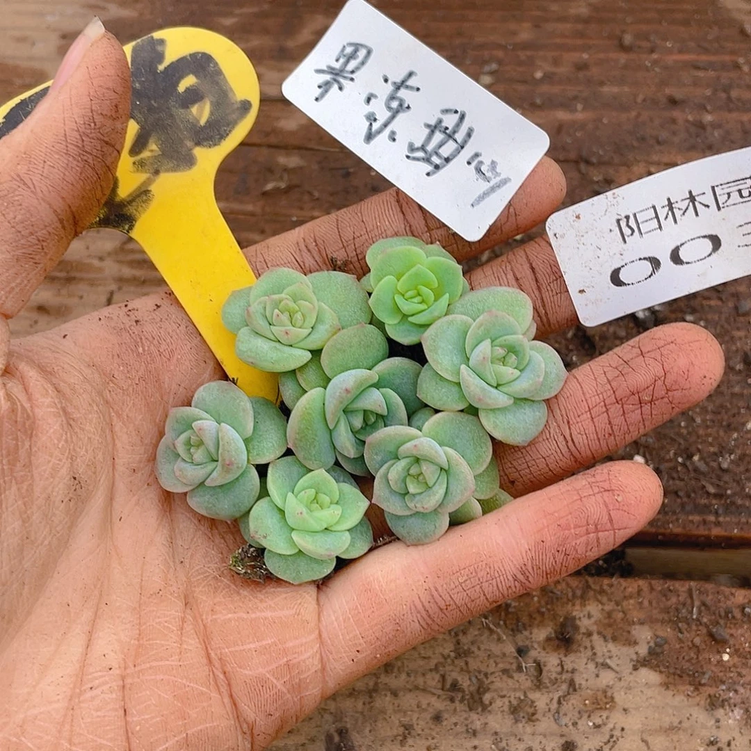 量拍多肉植物多肉植30