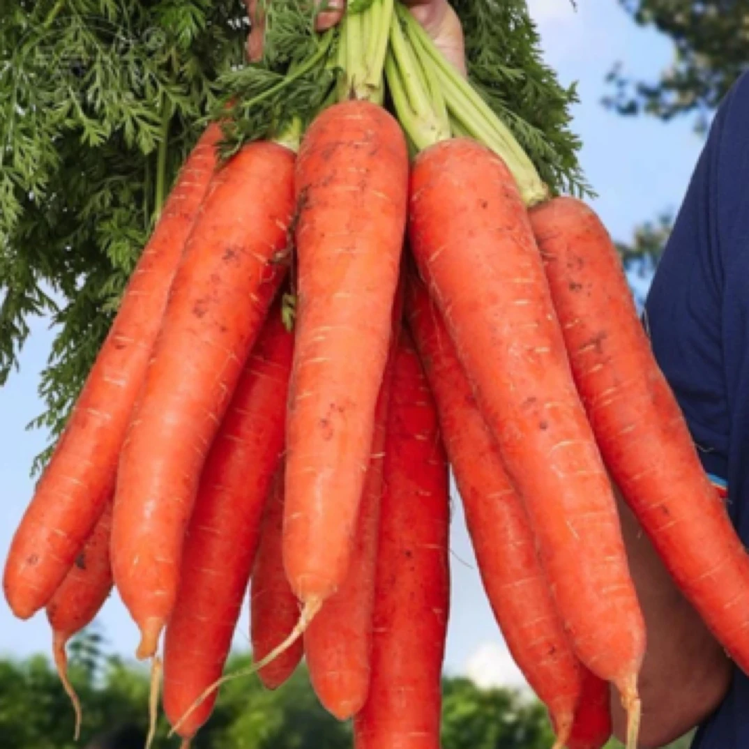 胡萝卜种子籽种红罗水果萝卜四季春季秋冬蔬菜农家胡萝卜种孑种籽