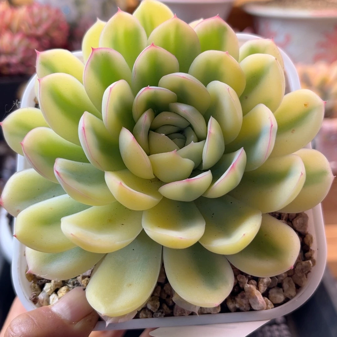 5.13-19草莓冰锦11111