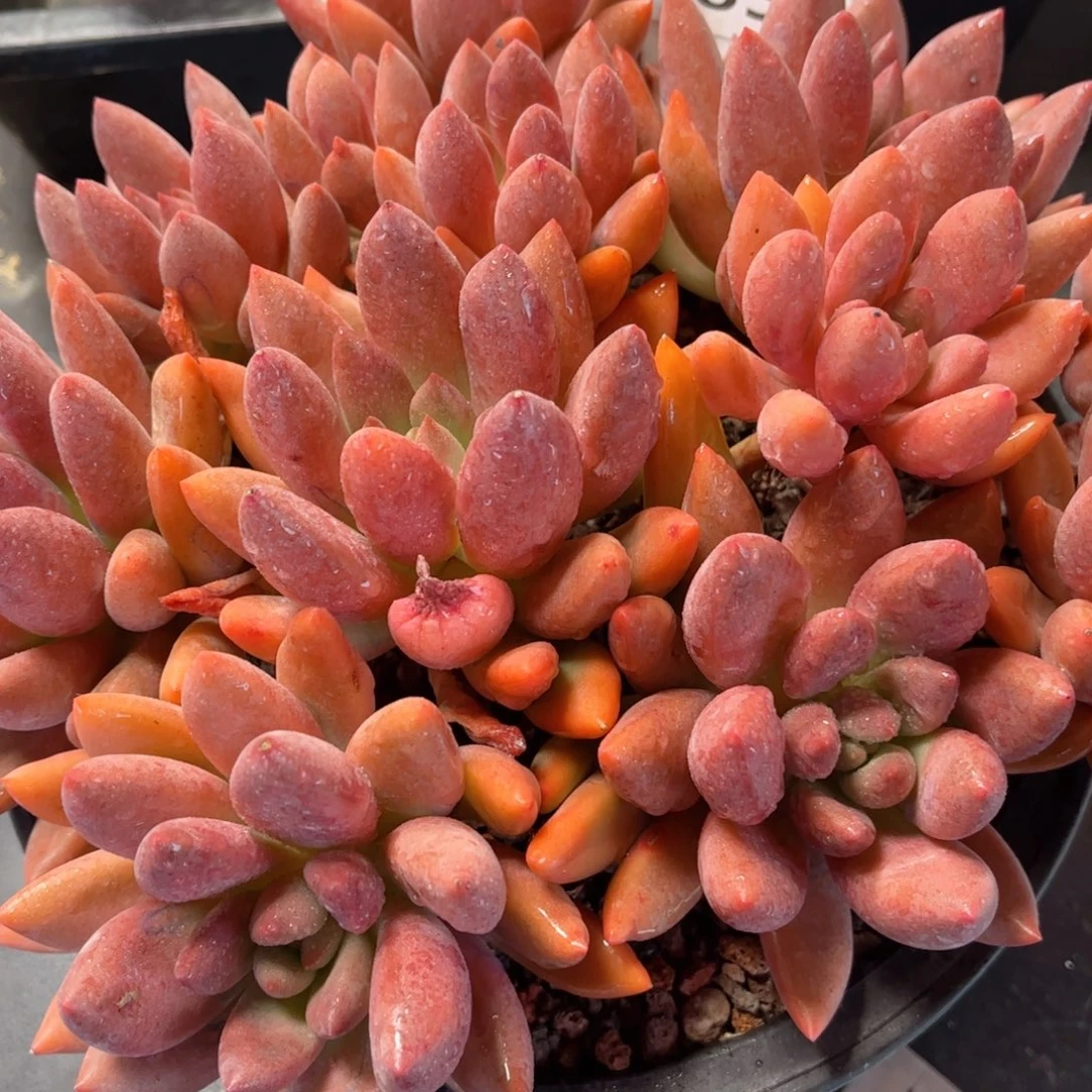 皇***理多肉植物3485………….