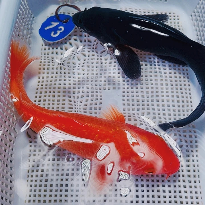 海水鱼锦鲤观赏鱼