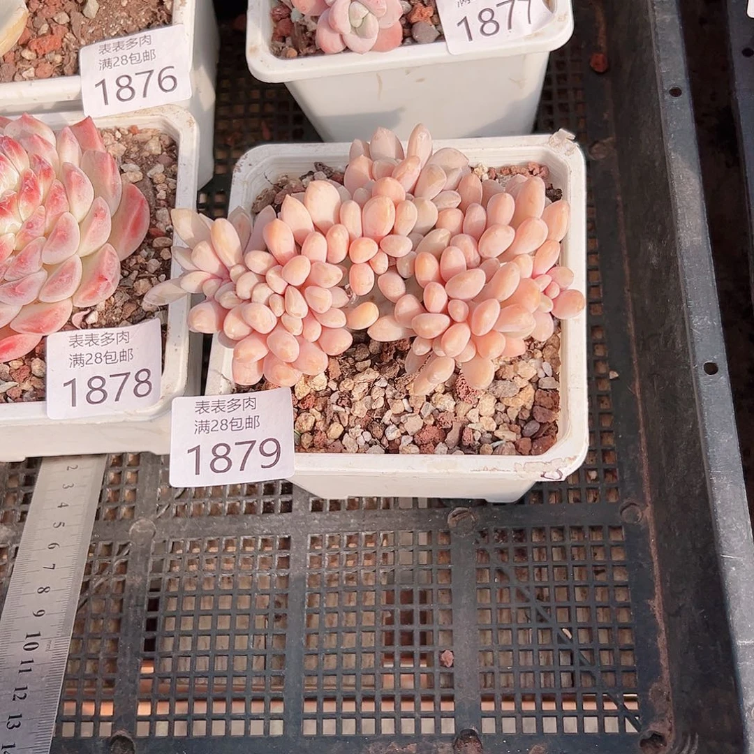 巧****妈多肉一物一拍1879