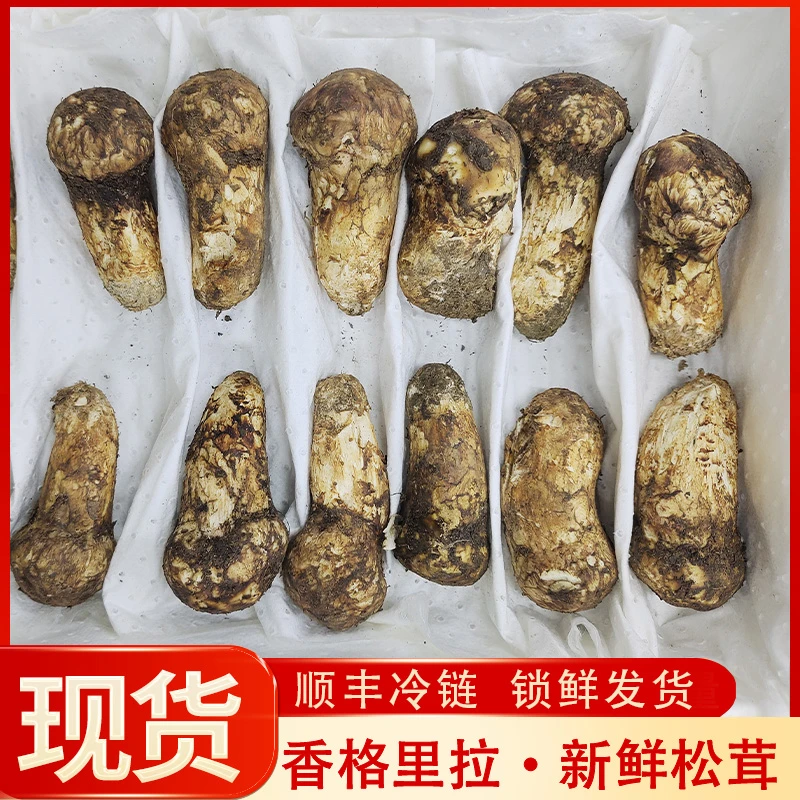 【5-7cm】正宗云南香格里拉鲜松茸新鲜美味顺丰包邮源头批发