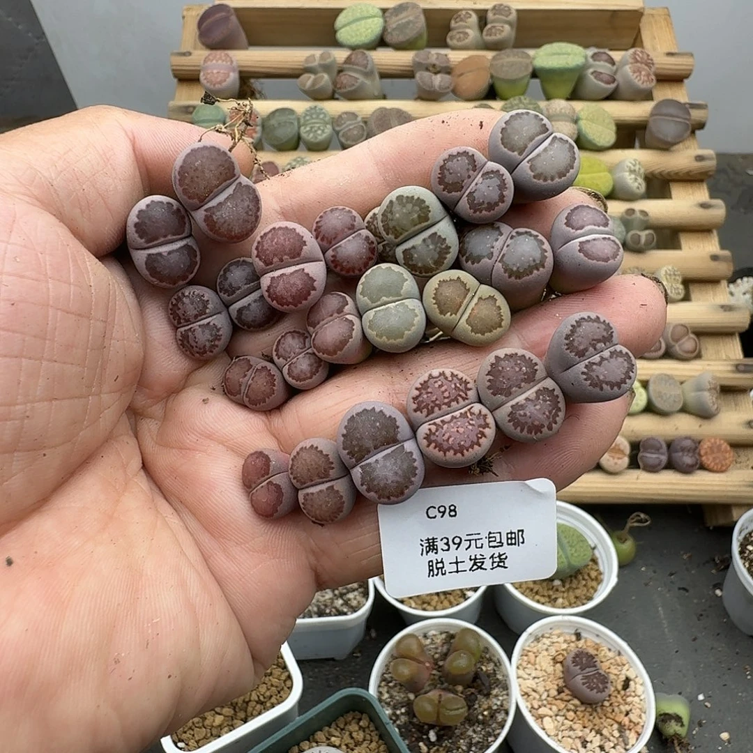 _***安98多肉哈哈哈哈哈哈哈哈哈