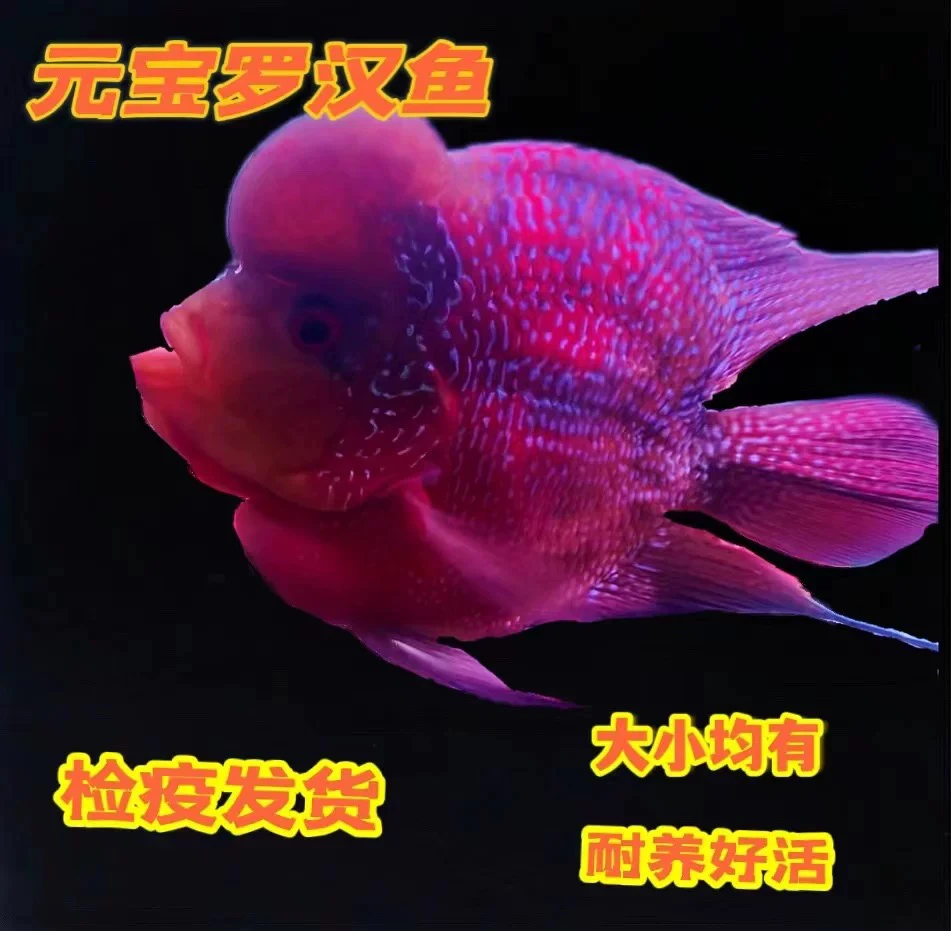 十八罗汉元宝罗汉 14-15cm