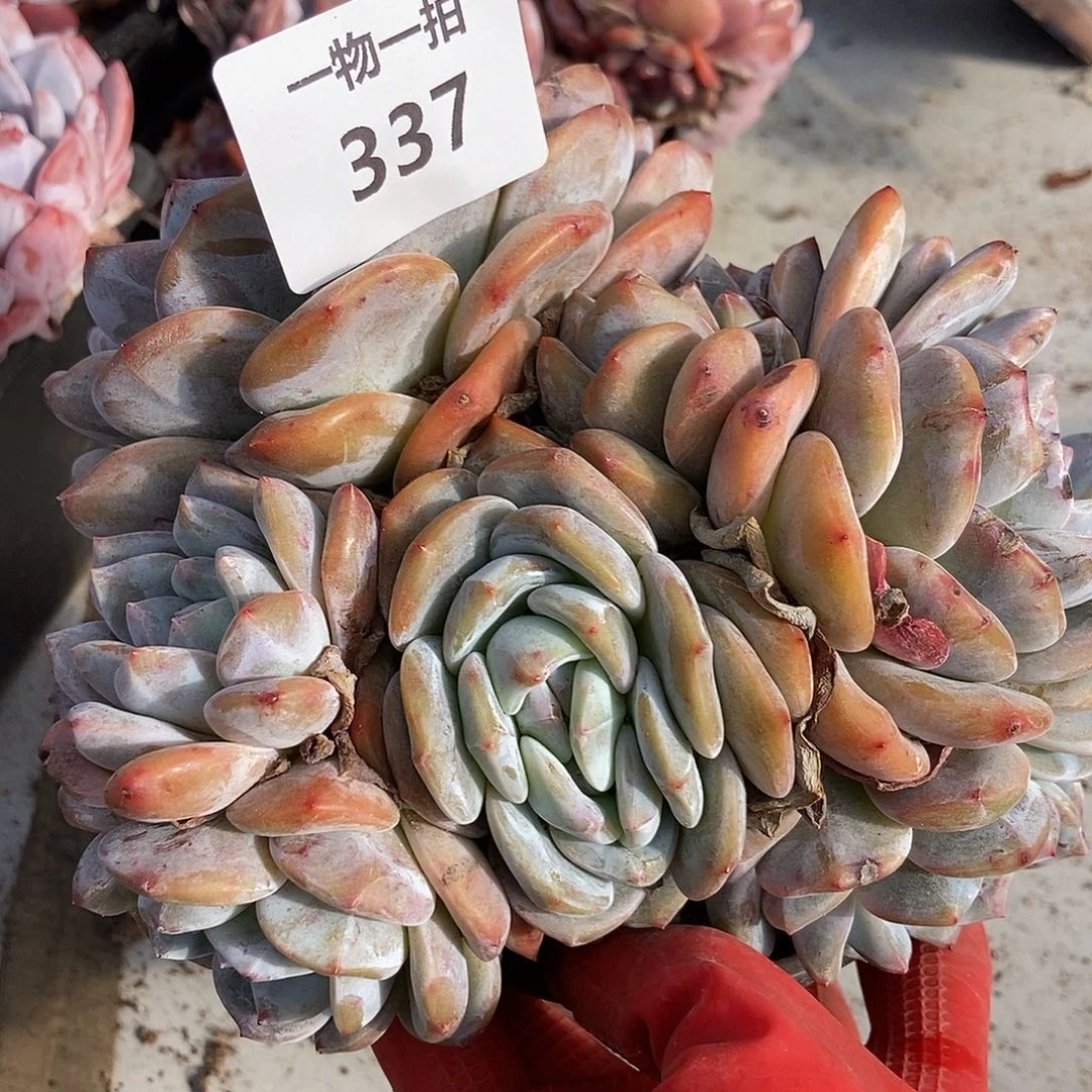 337 一物一拍不退不换