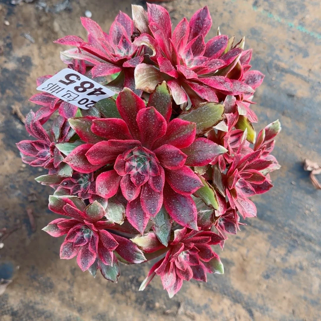 浣纱485满20包邮断枝不包