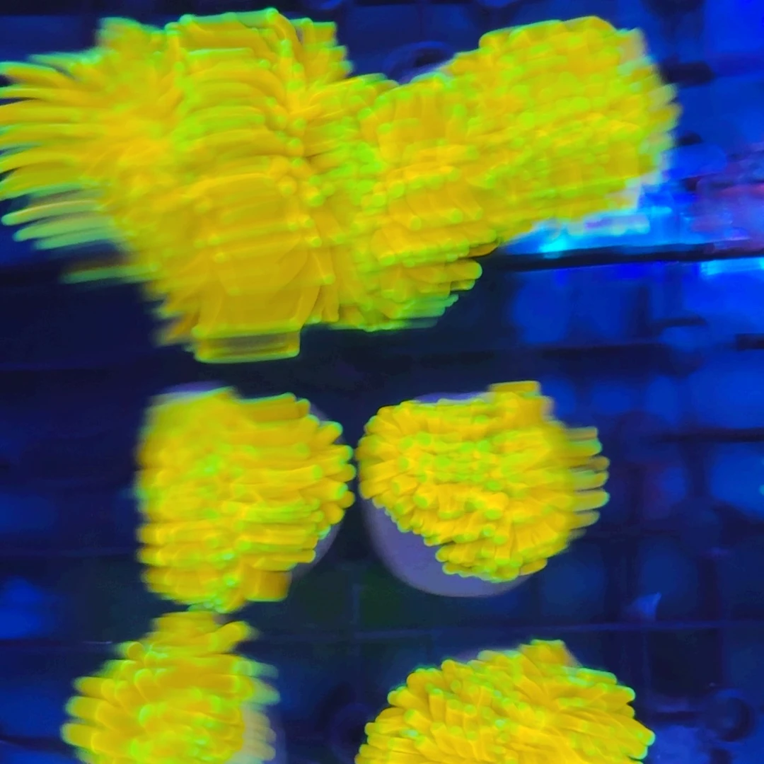 Q***q纽扣珊瑚香蕉金火柴