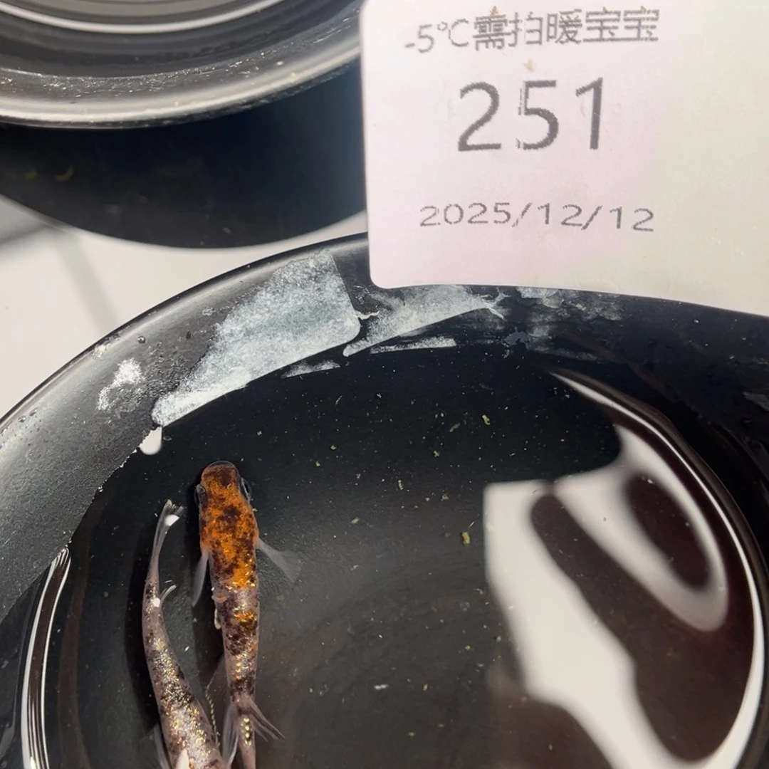 青鳉鱼251lu04一对