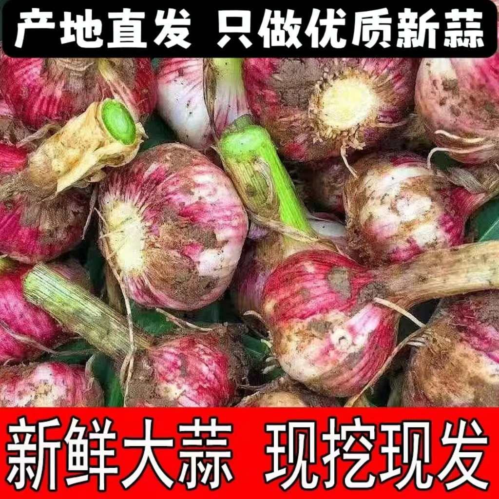 【新鲜紫皮大蒜】2025年河南头茬现挖新鲜紫皮大蒜