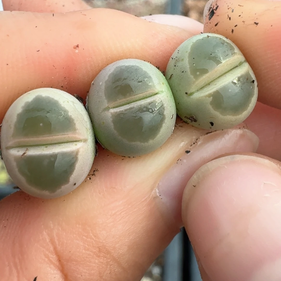 43三颗橄榄一物一拍