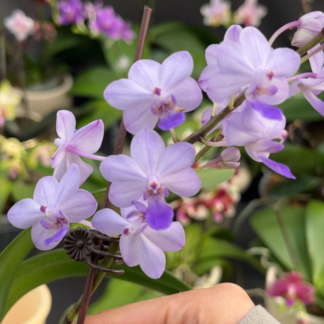 无花朵4寸蓝色梦幻苗