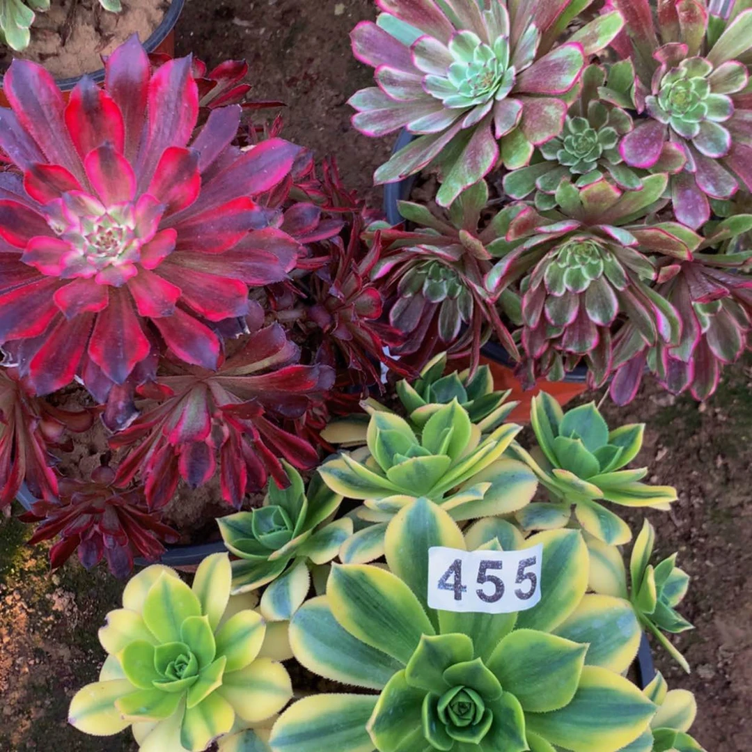 【闪购商品】455星爆水墨雪姬多肉