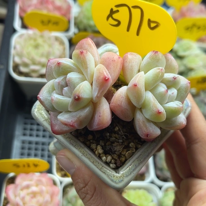 冰玉老桩5770。