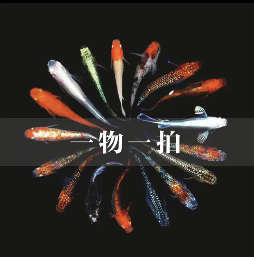龍安观赏鱼—1号链接