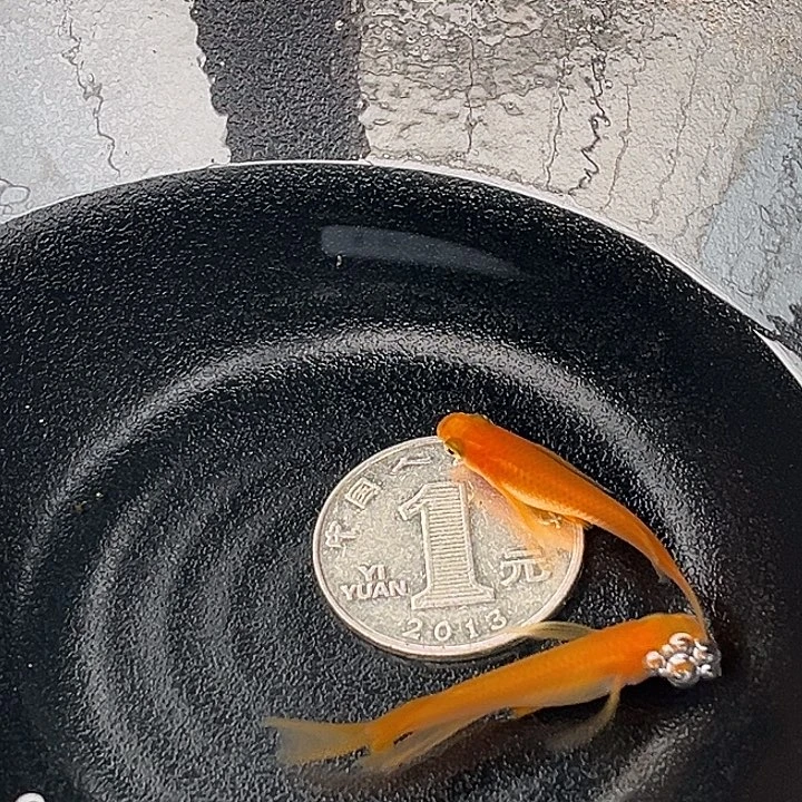 青鳉鱼小野真长鳍很大2条3号