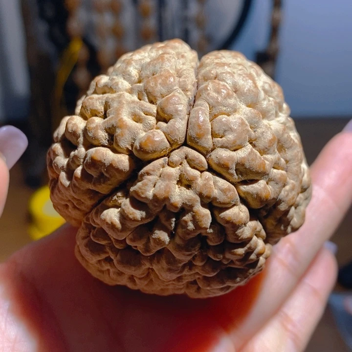 野生三瓣脑纹大金刚5767