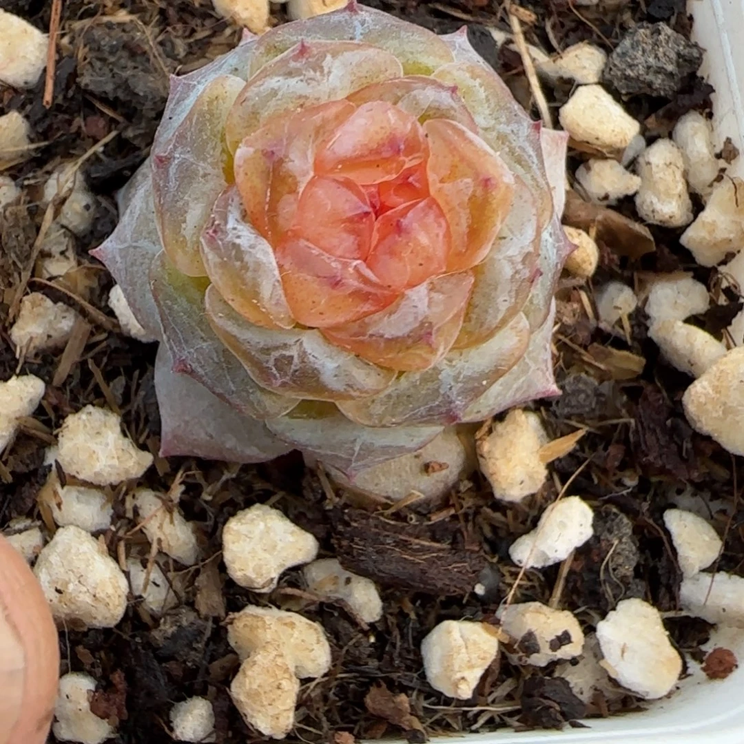 多肉小卡拉米糖心一物一拍