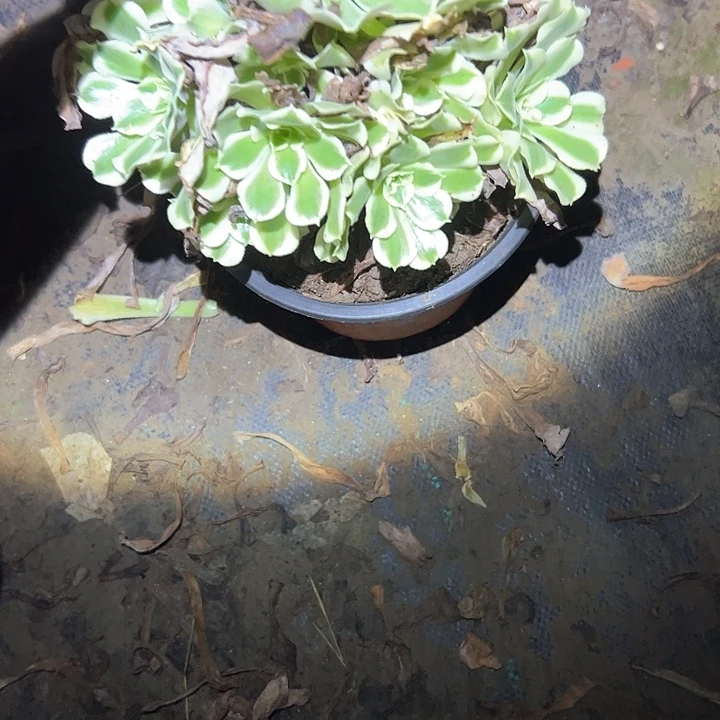 不售后法师一物一拍66