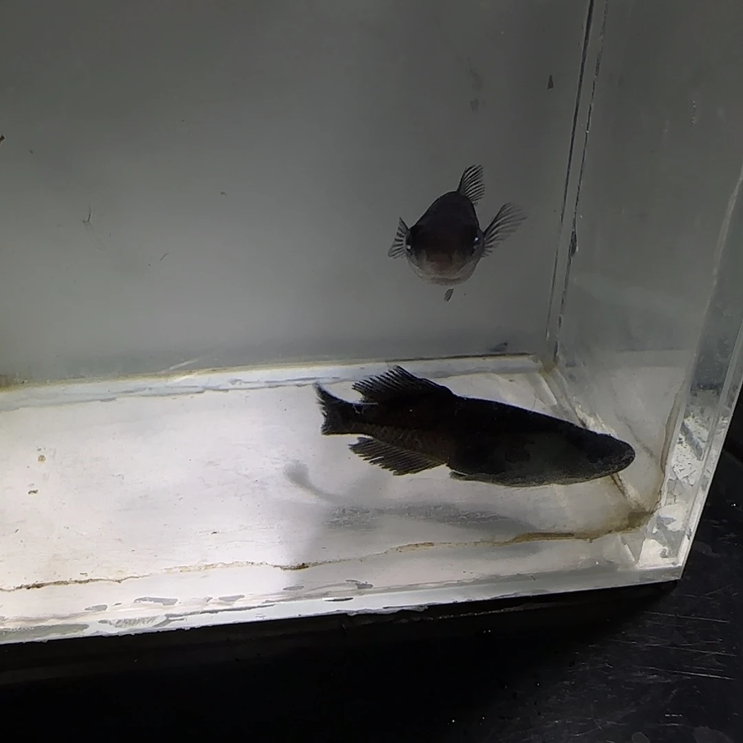 青鳉鱼一物一拍600