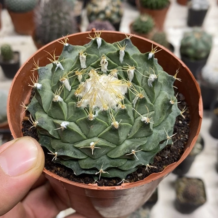 大号蒂冠特价福利