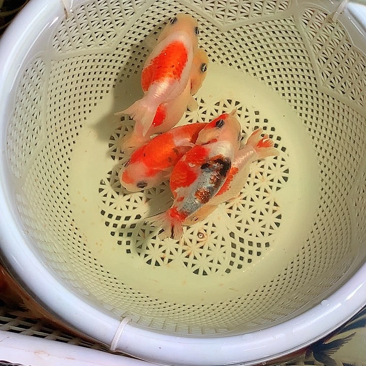 金鱼开箱视频包损3+2条被损