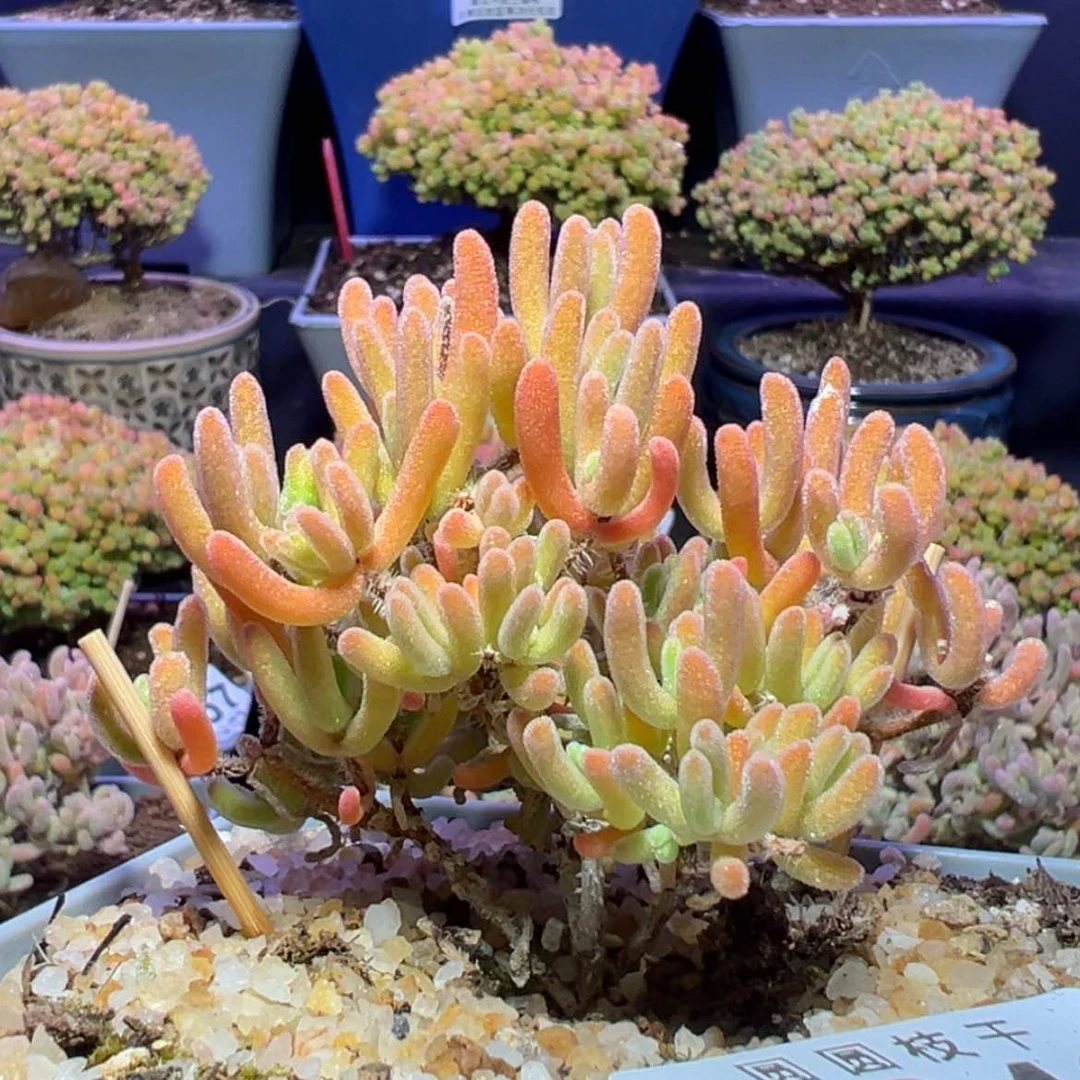 【闪购商品】e346橙叶的优选橙闪枝干番杏福福价