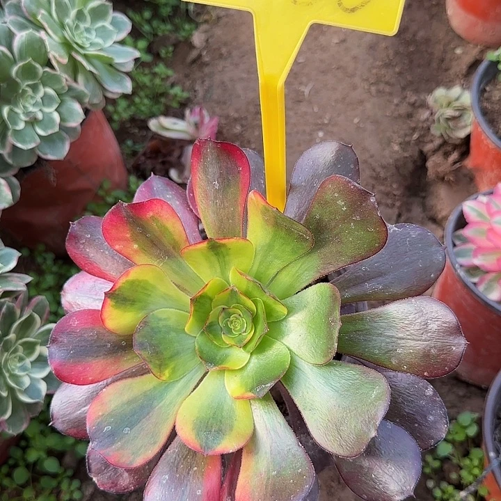 4086+++多头多肉植物巫毒七彩