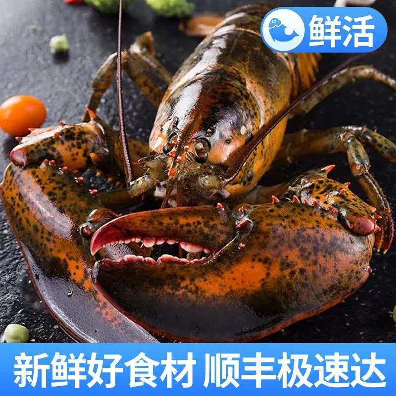 波士顿龙虾【单只500g左右】【两只起拍】顺丰包邮保鲜保肥不保活