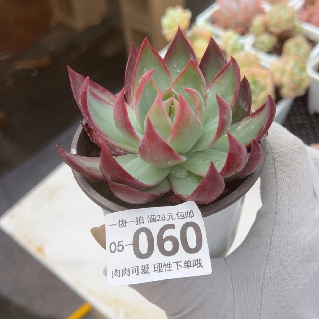 惊鸿仙子单头多肉多肉多肉多肉