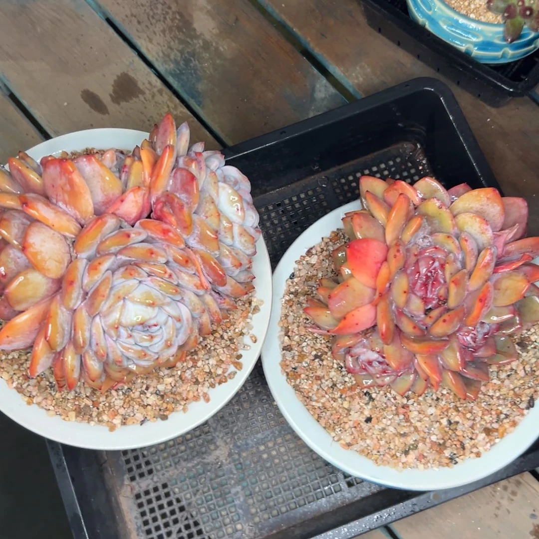 多肉编号0123-368