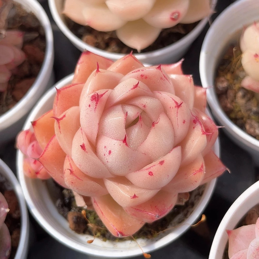 优选麦秆福利9135