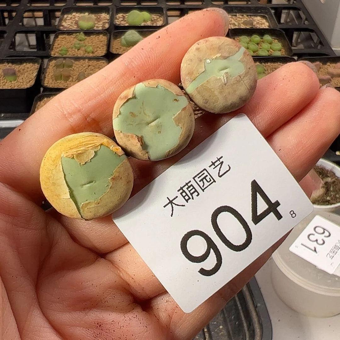 0000904 一物一拍。