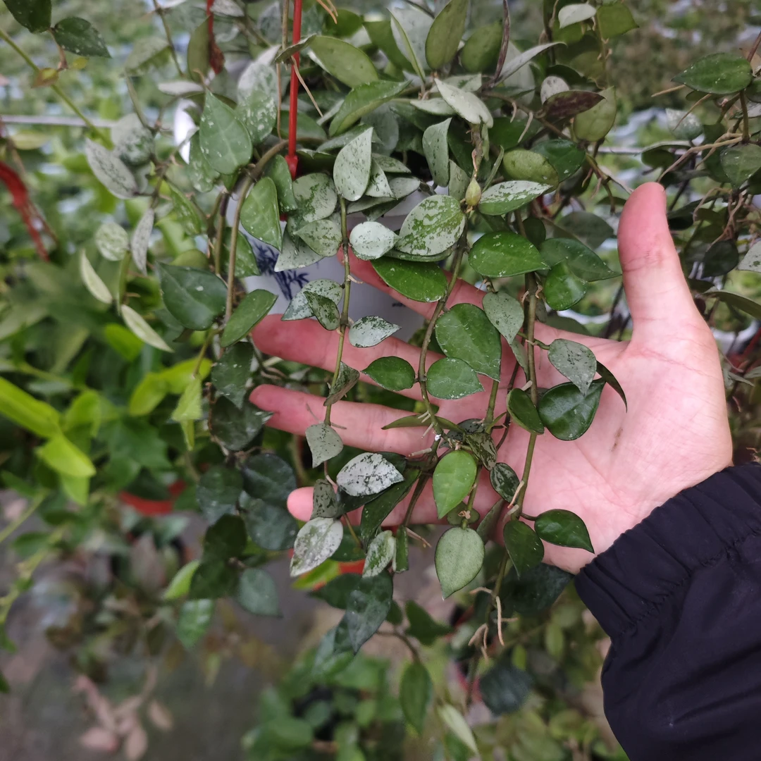 【高斑裂瓣】球兰室内垂吊开花观叶植物