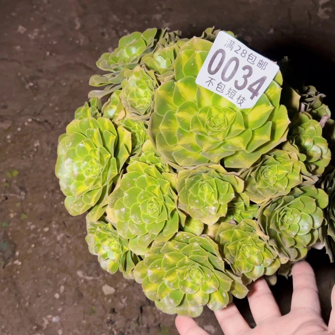 笑***好0034多肉植物法师法师