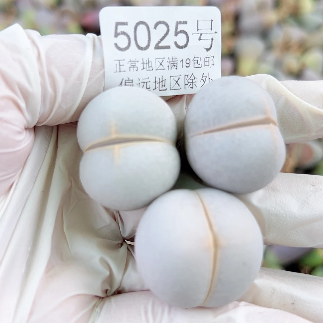 5025四年高尔夫3个2.5cm