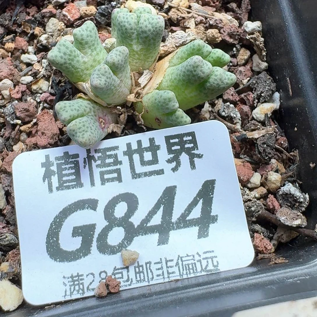 多肉植物的润泽额风格
