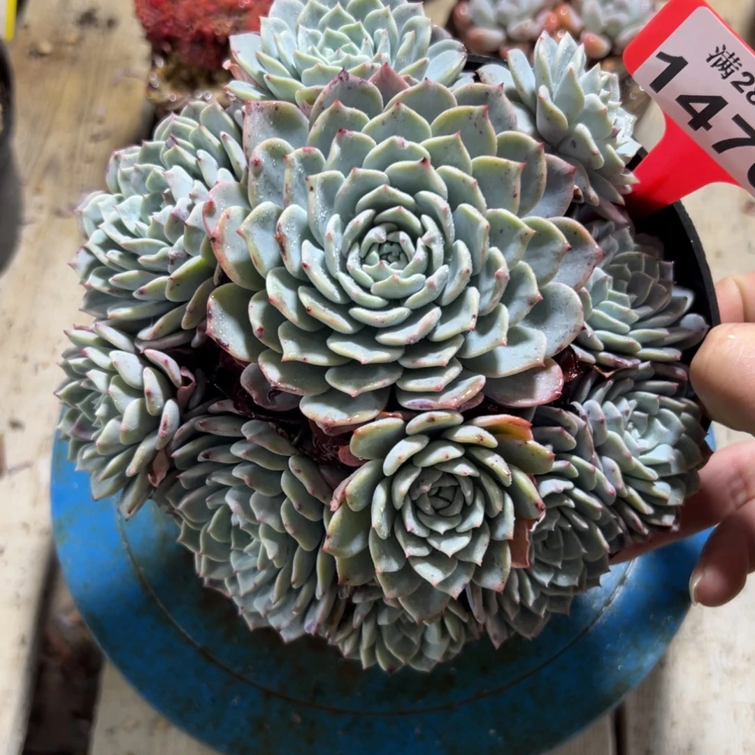 1476海棠花，冠服16