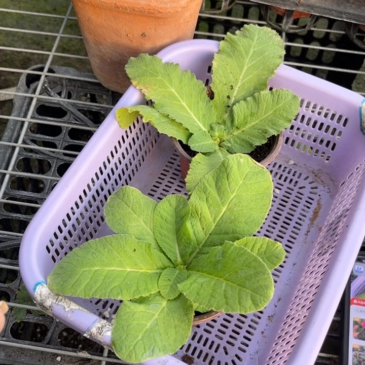 无花朵紫色白色球报春各一棵