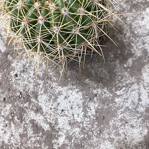 荣耀毛花，5公分左右