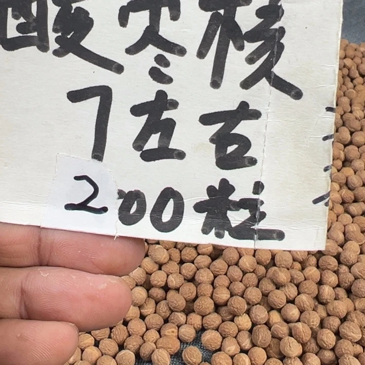 凤眼菩提吊坠文玩酸枣核
