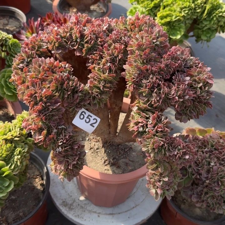 定***砖多肉植物玫瑰缀652