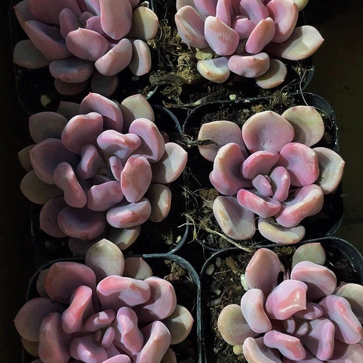 丘比特2.8带盆土发