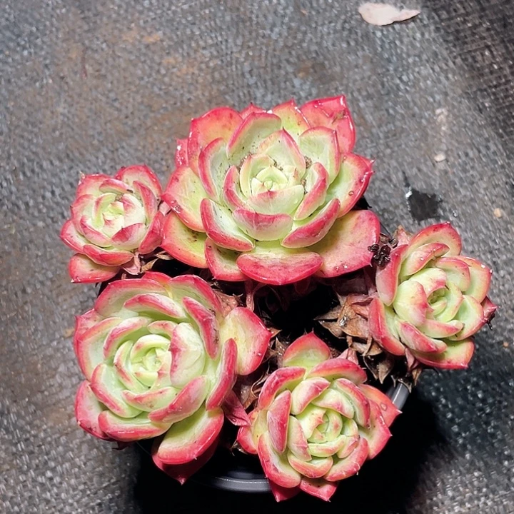 无花朵老桩香妃16