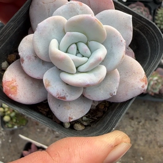 16雪莲多肉植物多