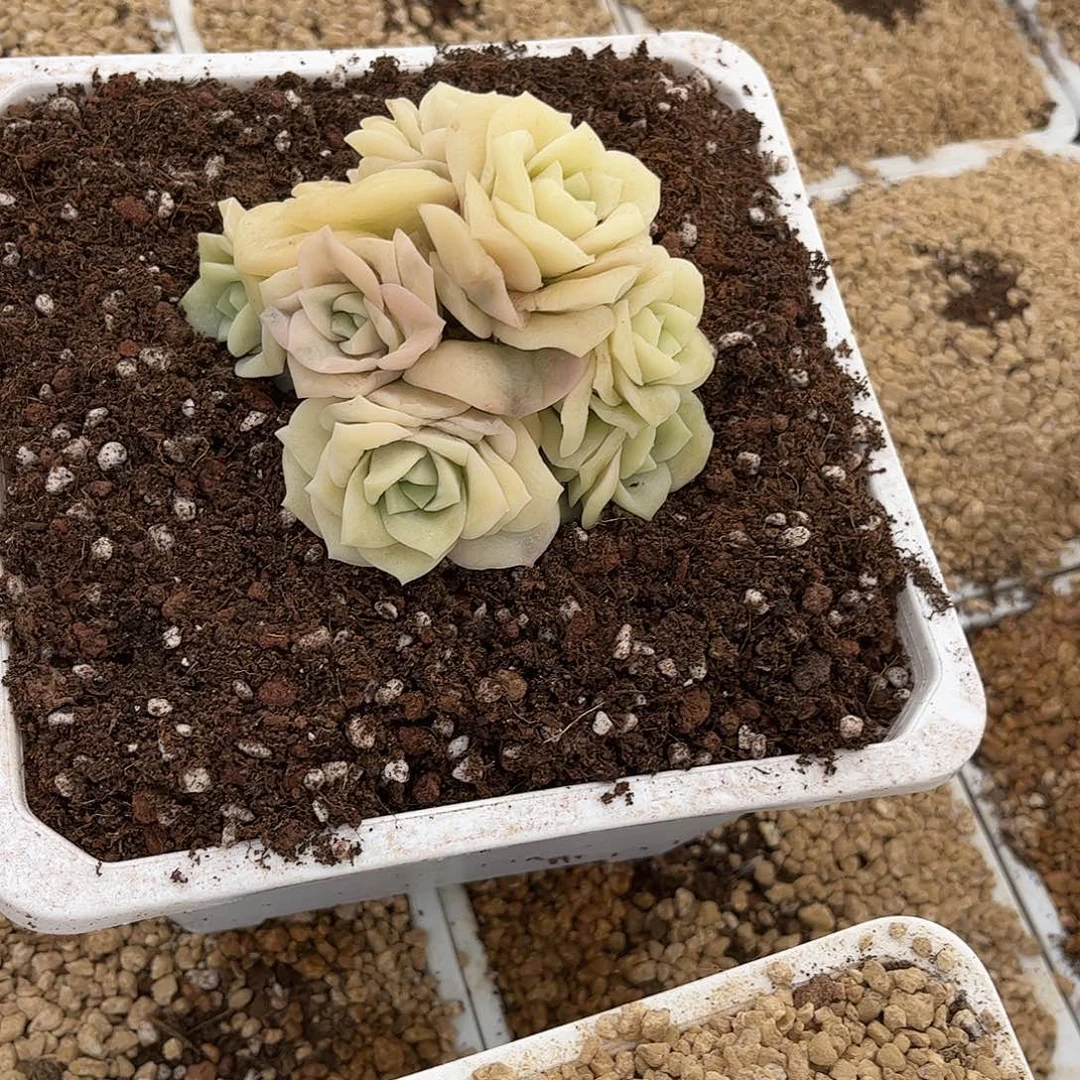 寄养链接的肉肉的肉肉